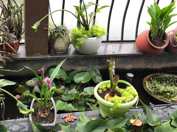 Theo chị Mộc Lan, sen và súng có nhu cầu hưởng nắng khoảng 4h/ngày. Ban công nhà chị hướng tây, mùa hè nắng cả ngày nên bà mẹ Hà thành thường cắt hoa sớm mang vào nhà cắm. Hoa cắm trong bình để nơi thoáng mát sẽ tươi lâu hơn.