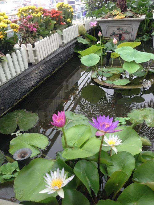 Mùa hoa súng kéo dài từ đầu tháng 5 tới hết tháng 12. Sau khi cây trụi lá, chị Lan giữ nguyên các chậu súng để mùa hè hoa mọc lại.