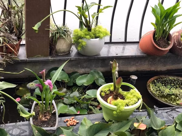 Theo chị Mộc Lan, sen và súng có nhu cầu hưởng nắng khoảng 4h/ngày. Ban công nhà chị hướng tây, mùa hè nắng cả ngày nên bà mẹ Hà thành thường cắt hoa sớm mang vào nhà cắm. Hoa cắm trong bình để nơi thoáng mát sẽ tươi lâu hơn.