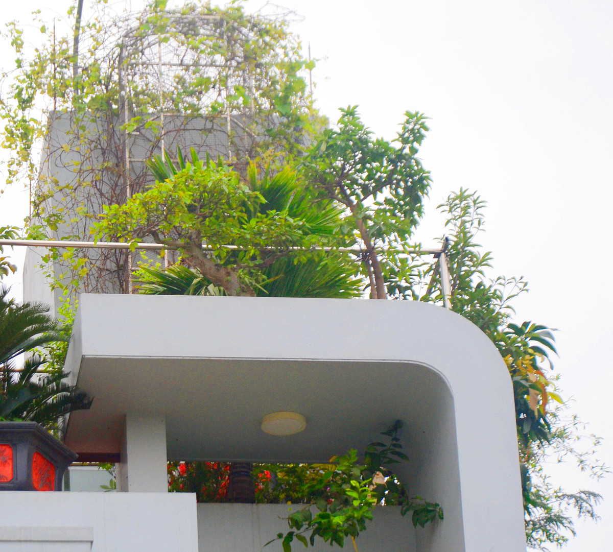 Trên tầng thượng là một bức tranh nghệ thuật được tạo nên từ cây cảnh và cây ăn quả.