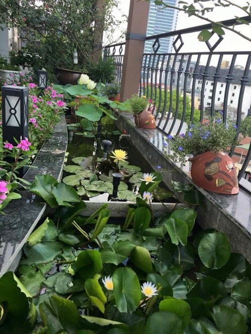 Nguồn dinh dưỡng chủ yếu chị Lan bổ sung cho hoa là lạc và đỗ tương. Cứ 10-15 ngày, chị bón 7-10 hạt lạc sống hoặc đỗ tương vào mỗi chậu.