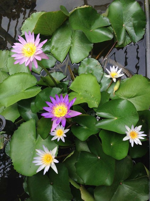 Hoa sen, súng được chị Lan trồng trong các chậu có bán kính 40 cm, sâu 30 cm; mỗi chậu khoảng 2-3 khóm.