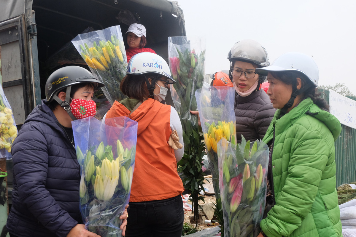 Theo chủ nhân của vựa hoa ly, nguyên nhân thời tiết thất thường đã khiến vườn hoa nở chậm, không kịp phục vụ cho dịp Tết Nguyên Đán vừa qua.