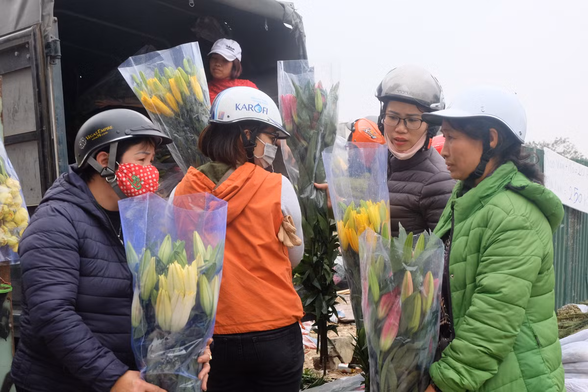 Theo chủ nhân của vựa hoa ly, nguyên nhân thời tiết thất thường đã khiến vườn hoa nở chậm, không kịp phục vụ cho dịp Tết Nguyên Đán vừa qua.