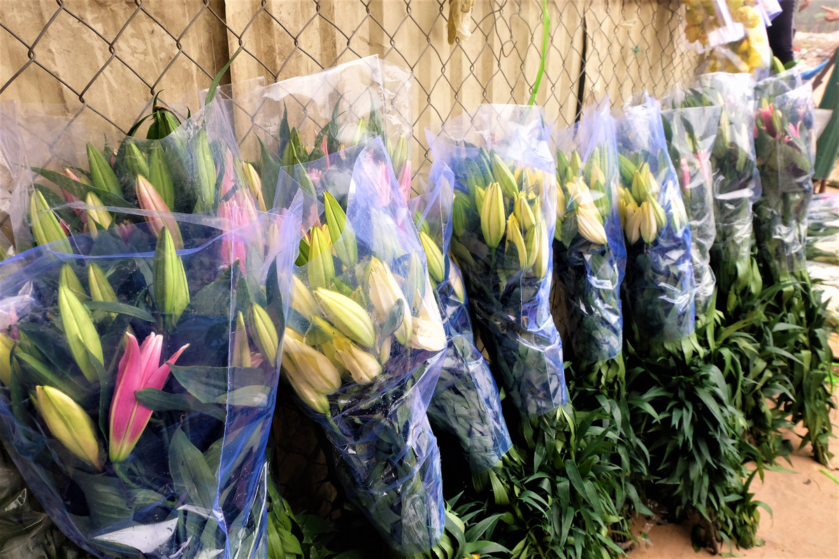 Những bó hoa đổ đống trên đường Lạc Long Quân (Hà Nội) khiến chủ vựa hoa ngậm ngùi, xót xa.