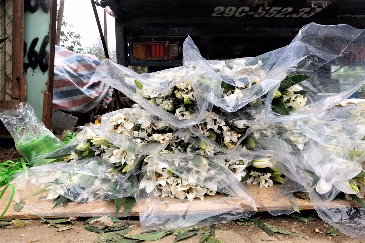 Nhiều bó hoa ly trắng nở muộn kém sắc đổ đống ven đường nhưng không được khách ngó ngàng trong khi ngày thường, ly trắng có giá rất đắt đỏ.