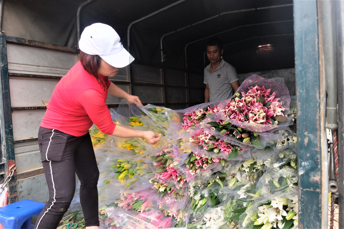 Những ngày qua, thông tin hoa ly tại nhiều vườn ở Sóc Sơn, Tây Tựu nở muộn, không kịp bán dịp Tết nên bị rớt giá khiến người dân trồng hoa điêu đứng, nhận được sự quan tâm lớn của dư luận.