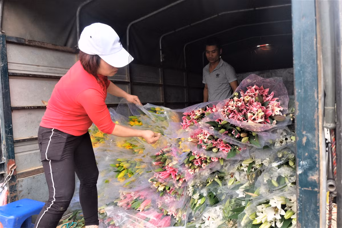 Những ngày qua, thông tin hoa ly tại nhiều vườn ở Sóc Sơn, Tây Tựu nở muộn, không kịp bán dịp Tết nên bị rớt giá khiến người dân trồng hoa điêu đứng, nhận được sự quan tâm lớn của dư luận.