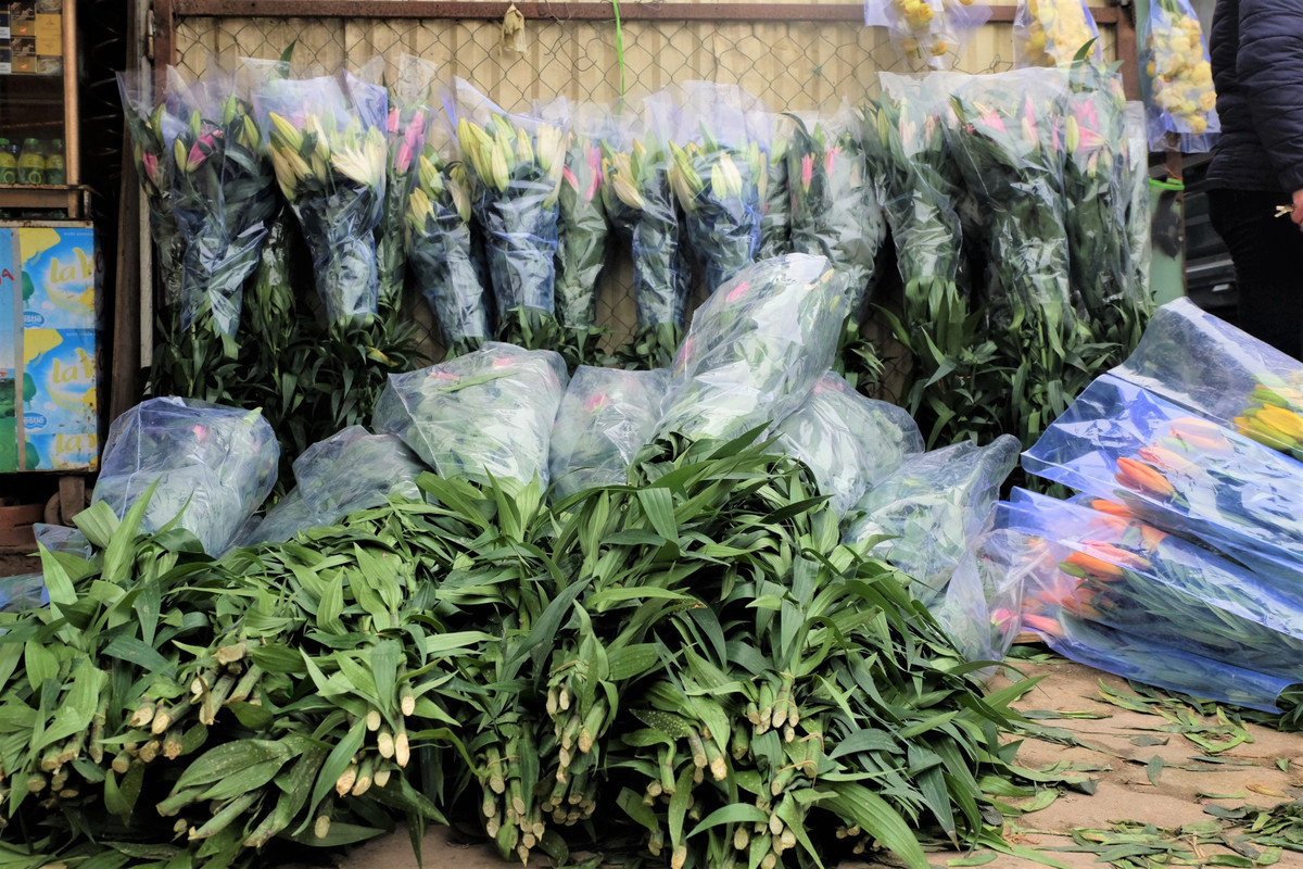 Những cành ly còn tươi nguyên được một nhà vườn từ Sóc Sơn ngậm ngùi chở từ vườn đến bán. Trung bình, mỗi cành ly vàng có giá từ 10.000 đồng.