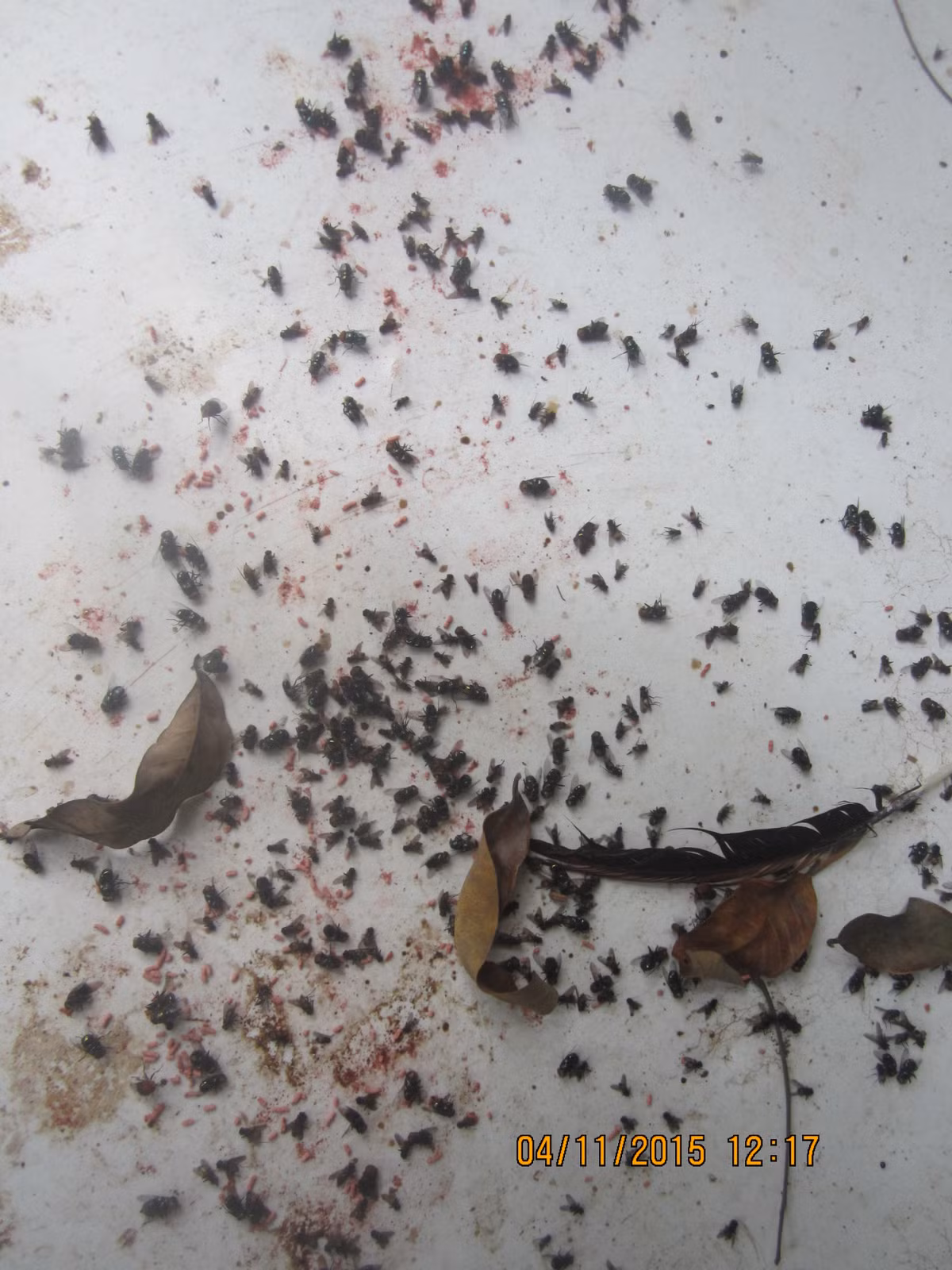 Đặc biệt, người dân phải khổ sở chống chọi với bầy ruồi, muỗi từ bãi rác bay đến.