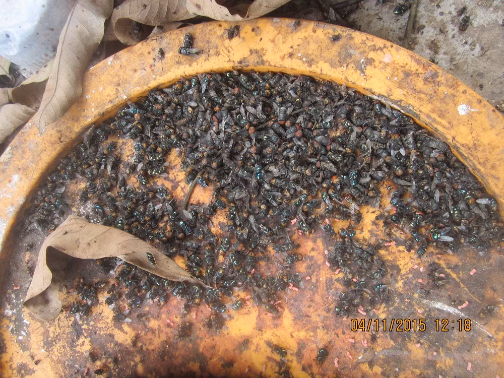 Ruồi nằm la liệt sau khi người dân phun thuốc diệt ruồi, muỗi. Tuy nhiên, tác dụng của loại thuốc này cũng chỉ chống được dăm ba ngày rồi lại đâu vào đấy.