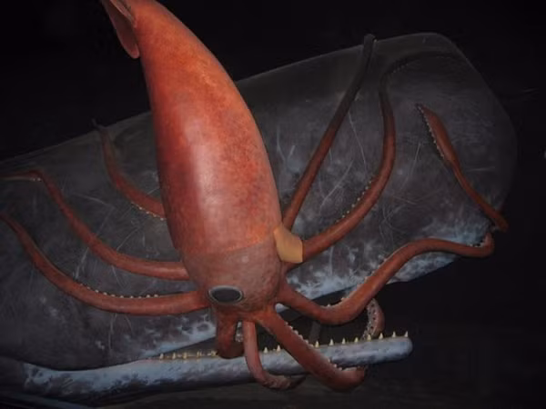 Loài mực này không chỉ có kích thước "khủng" mà còn có đôi mắt khổng lồ. Nhiều cá thể mực có thể nặng tới 453kg, dài 8m, còn mắt của sinh vật có chiều dài gần 28cm, tương đương chiều dài một quả cam.