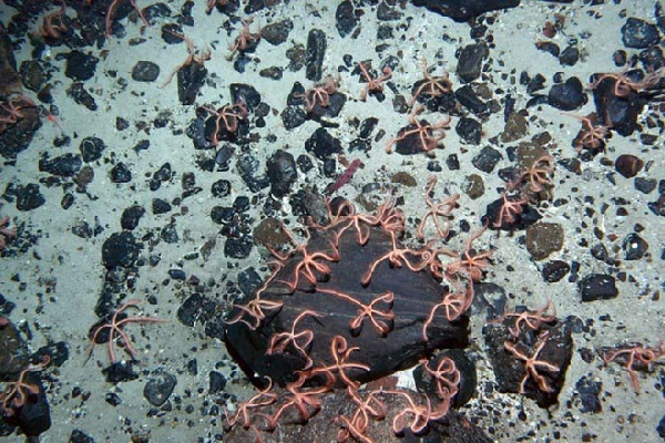 Brittle Star là tên gọi những con sao biển thường sống trong các rặng san hô ở núi ngầm dưới đại dương. Núi ngầm nhô lên thành dòng xoáy quanh, cung cấp nguồn thức ăn phong phú cho sao biển.