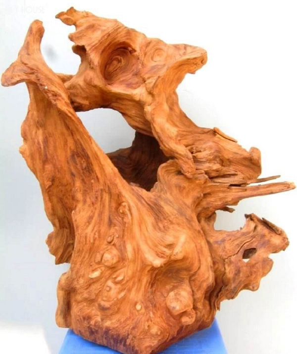 Ngọc Am là loại cây thân gỗ có mùi thơm, lá kim được xếp vào họ Hoàng đàn, thuộc bộ Thông. Ngọc Am còn biết đến với nhiều tên gọi khác như: Hoàng đàn rủ, Hoàng đàn liễu hay Bách Mộc. Ở Việt Nam Ngọc Am thuộc nhóm I các loại gỗ quý hiếm cần được bảo vệ.