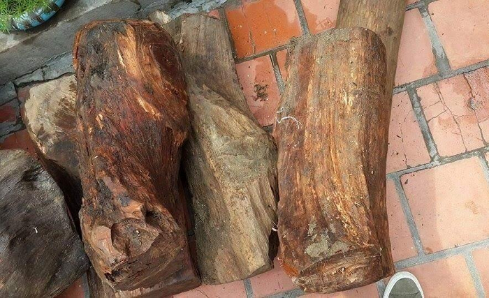 Cây ngọc am còn được gọi là "gỗ ngọc ngân". Sự hình thành của gỗ ngọc am phải mất hàng nghìn năm nên nguồn của nó rất khan hiếm. Chính vì không thể làm mới nên gỗ ngọc am có giá trị nghệ thuật và giá trị sưu tầm cực kỳ cao.