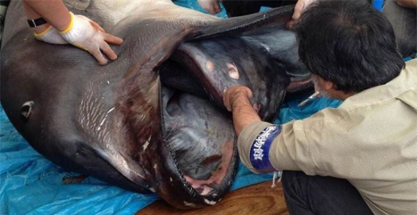 Từ lúc được phát hiện lần đầu năm 1976 tới năm 2012, chỉ có 54 cá thể cá mập miệng rộng xuất hiện trên khắp thế giới, trong đó có 3 cá thể được quay phim. Loài cá mập này không nguy hiểm, chỉ ăn sinh vật phù du và tốc độ bơi khoảng 3km/h, thua cả xe đạp!