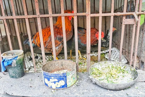 Gà mái chọi có lông màu đen chấm mơ (gà ô mơ), trọng lượng khoảng 1,7 kg, được nuôi nhốt cùng 2 con gà trống thiến. Hằng ngày, bà Tâm chỉ cho ăn cơm, rau xanh, không dùng cám công nghiệp.