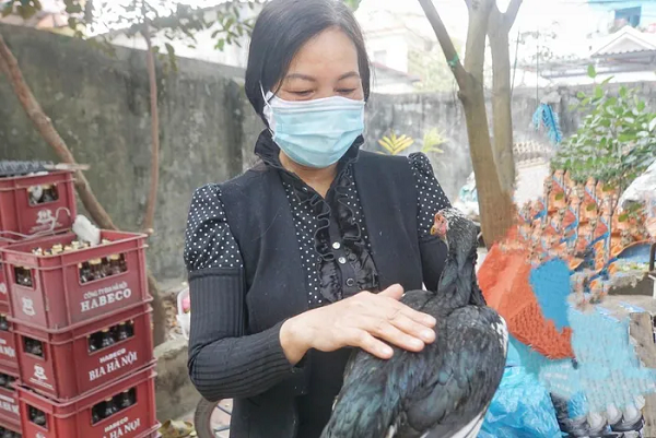 Từ 25/2 đến 28/2, gà mái chọi nhà bà Tâm liên tiếp đẻ 17 quả trứng. Cá biệt ngày 27/2, đẻ liền 7 quả, có những quả đẻ cách nhau chưa đầy 30 phút.