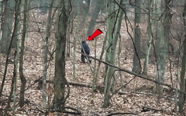 Dù có khá ít báo cáo về việc sinh vật này gây thiệt hại (trong đó còn có cả mấy trò giả mạo), thì nỗi sợ cũng từng khiến dân bản địa phải lùng soát chúng khắp nơi. Và họ chẳng tìm ra được gì hết.