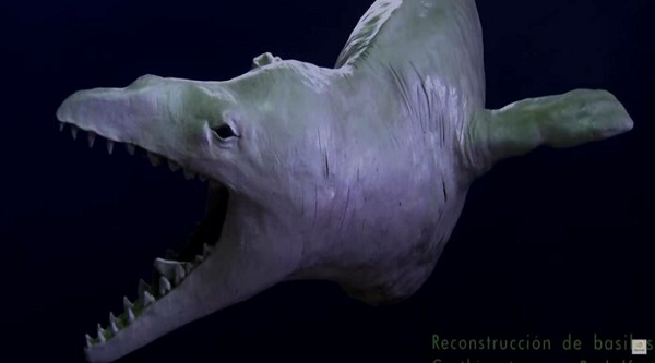 Phần cơ bắp bám ở xương sống của Basilosaurus yếu trong khi xương sống của nó rỗng và chứa chất lỏng cho thấy sinh vật này không phải là loài lặn sâu hay bơi nhanh trong khoảng thời gian dài nhưng vẫn có thể di chuyển với tốc độ bất ngờ để tấn công con mồi.