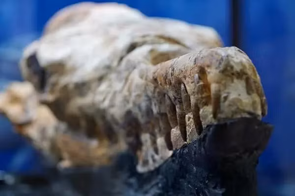 Basilosaurus trung bình dài khoảng 18m (60 ft), và được coi là các động vật lớn nhất đã sống trong thời đại của chúng