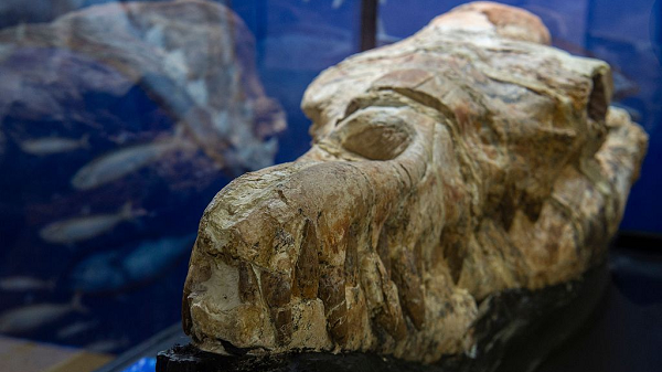 Tuy nhiên sau đó, một số hài cốt khác được tìm thấy giúp xác định nó không phải là khủng long, không phải là rắn và cũng không thuộc họ bò sát.