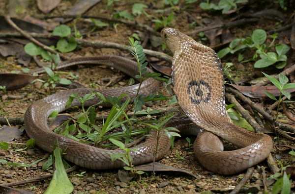 Phạm vi sống của loài rắn này là trên toàn bộ lãnh thổ Việt Nam, cả đồng bằng, trung du và miền núi. Rắn hổ mang đất con mới nở ra chỉ dài 200 - 350mm và đã có khả năng bành cổ hung dữ. Con trưởng thành dài từ 1,3 đến 2m, có thể sống thọ tới 30 năm.