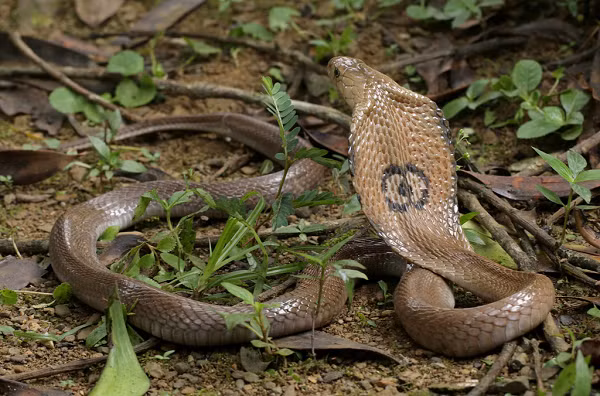 Phạm vi sống của loài rắn này là trên toàn bộ lãnh thổ Việt Nam, cả đồng bằng, trung du và miền núi. Rắn hổ mang đất con mới nở ra chỉ dài 200 - 350mm và đã có khả năng bành cổ hung dữ. Con trưởng thành dài từ 1,3 đến 2m, có thể sống thọ tới 30 năm.