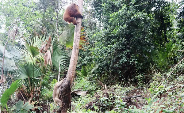 Rắn hổ mang một mắt kính hay còn được gọi là rắn hổ đất, rắn hổ mang mắt đơn, rắn hổ phì, rắn hổ sáp, là 1 loài rắn thuộc họ Elapidae, phân bố rộng từ Trung Á đến Nam Á.