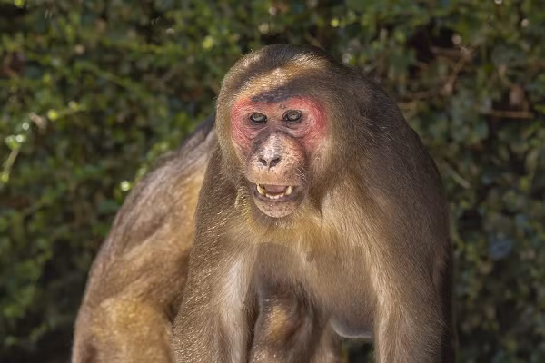 Loài này nằm trong sách đỏ IUCN, sách đỏ Việt Nam với mức độ bảo tồn nguy cấp. Thức ăn của khỉ mặt đỏ chủ yếu là quả, hạt, lá non, nõn và các loại côn trùng, chim và trứng.