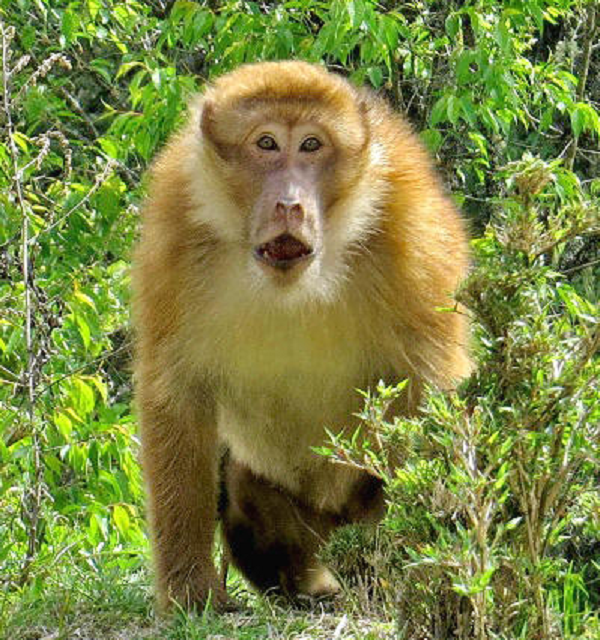 Khỉ mốc có tên khoa học là Macaca assamensis, là đối tượng nghiên cứu khoa học. Mặt khác nếu bảo vệ tốt chúng sẽ trở thành nguồn động vật dùng để nghiên cứu, thử nghiệm vắc xin phục vụ cuộc sống con người.