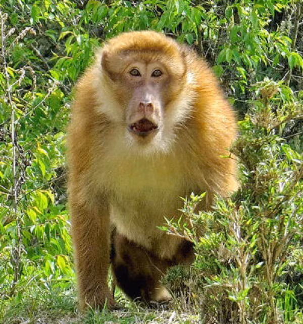 Khỉ mốc có tên khoa học là Macaca assamensis, là đối tượng nghiên cứu khoa học. Mặt khác nếu bảo vệ tốt chúng sẽ trở thành nguồn động vật dùng để nghiên cứu, thử nghiệm vắc xin phục vụ cuộc sống con người.