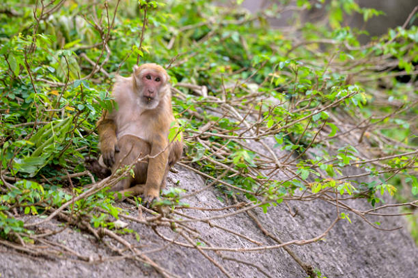 Màu lông của khỉ mốc có thể thay đổi từ màu nâu sẫm tới màu nâu vàng nhạt, nhưng ở vai, gáy, đỉnh đầu và tai thường sáng hơn và vàng hơn phía sau chân và đuôi. Lông xung quanh mặt màu đen, hai má có lông màu xám, phía trong và phía dưới của đùi màu trắng xám.