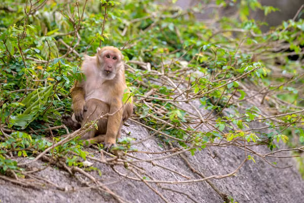 Màu lông của khỉ mốc có thể thay đổi từ màu nâu sẫm tới màu nâu vàng nhạt, nhưng ở vai, gáy, đỉnh đầu và tai thường sáng hơn và vàng hơn phía sau chân và đuôi. Lông xung quanh mặt màu đen, hai má có lông màu xám, phía trong và phía dưới của đùi màu trắng xám.