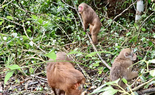 Sau khi thả những động vật quý hiếm này về môi trường tự nhiên, Vườn quốc gia Vũ Quang tiếp tục theo dõi, bảo vệ để bảo đảm an toàn cho chúng.