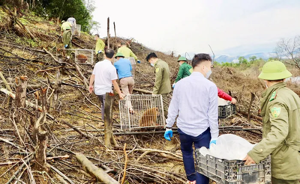 Đến chiều ngày 17/3, số động vật này đã được thả về môi trường tự nhiên tại khu vực đã được khảo sát trước đó thuộc rừng tự nhiên Vườn quốc gia Vũ Quang.