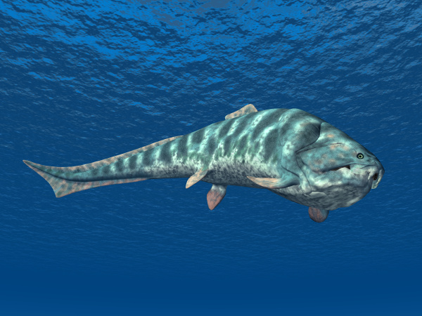 Đối với con người, dường như chúng ta đang sở hữu một mức độ trung gian, trong đó phần linh hoạt chiếm ưu thế.