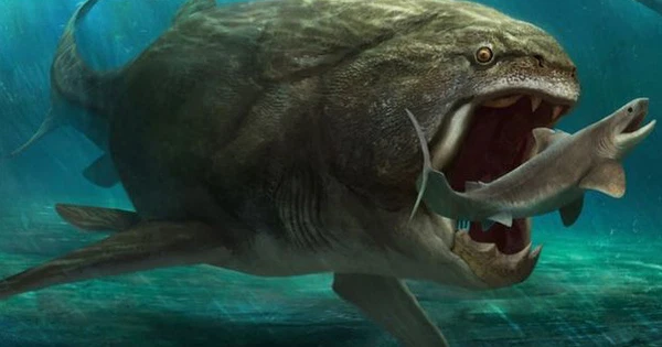 Chính sự tiến hóa đa dạng của hàm cho phép con người và động vật tiêu thụ nhiều loại thực phẩm hơn, từ đó tích nghi với nhiều môi trường sống khác nhau, dễ dàng tìm được nguồn thức ăn.