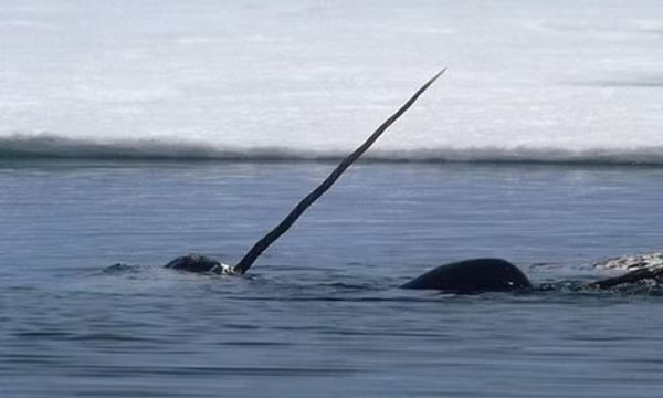 Hầu hết kỳ lân biển đực đều có ngà bên trái, chỉ có khoảng 1 trong 500 con đực phát triển ngà bên phải. Trong khi đó, chỉ có 15% kỳ lân biển cái có ngà.