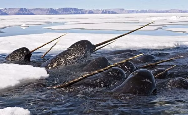 Ngà của con cái nhỏ hơn và không xoắn ốc. Duy chỉ có một trường hợp trước đây được ghi nhận có một cá thể kỳ lân biển cái có đến 2 chiếc ngà. Chiếc ngà của kỳ lân biển không có vai trò quá lớn trong đời sống.