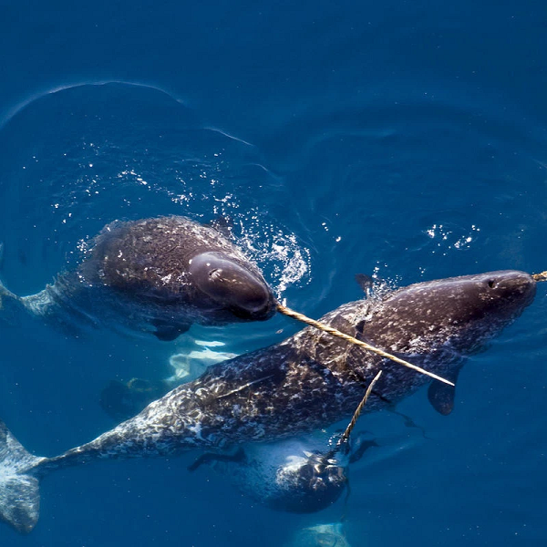 Vào thời trung cổ, người ta tin rằng cắt sừng của kỳ lân biển mài thành bột có thể chữa được bách bệnh. Không chỉ thế, sừng của kỳ lân biển cũng được sử dụng trong nhiều tác phẩm nghệ thuật. Ngai vàng của vua Đan Mạch những năm 1600 cũng được trang trí bằng răng kỳ lân biển.