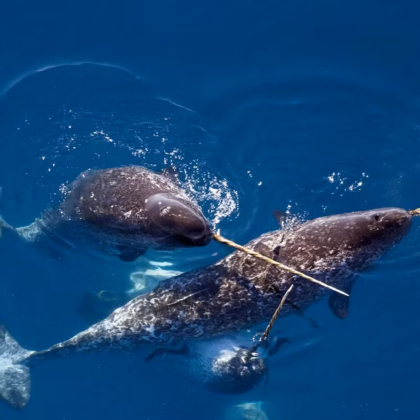 Vào thời trung cổ, người ta tin rằng cắt sừng của kỳ lân biển mài thành bột có thể chữa được bách bệnh. Không chỉ thế, sừng của kỳ lân biển cũng được sử dụng trong nhiều tác phẩm nghệ thuật. Ngai vàng của vua Đan Mạch những năm 1600 cũng được trang trí bằng răng kỳ lân biển.