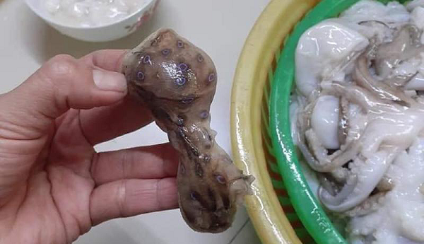 Họ liên tục nhắc nhở cô gái phải quăng ngay con bạch tuộc cực độc này đi nếu không muốn mất mạng. Bạch tuộc đốm xanh là một trong những loại bạch tuộc độc nhất, dễ dàng nhận biết với những đốm xanh bên ngoài da.