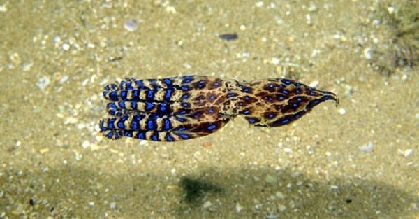 Bạch tuộc đốm xanh thường sẽ lẩn trốn hơn là tấn công, nhưng nếu bị tân công hay cần tự vệ nó sẽ phóng ra chất độc gây tê liệt đối phương. Do vậy, những người không may mắn khi giẫm phải vào bạch tuộc đốm xanh, sẽ nhanh chóng bị tấn công.