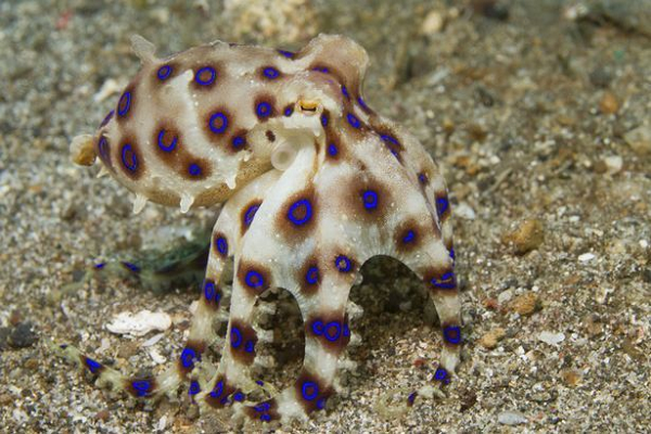 Hiện nay, vẫn chưa có thuốc để điều trị trường hợp bị bạch tuộc đốm xanh cắn. Chính vì vậy, tốt nhất mọi người không nên tiếp xúc với bạch tuộc đốm xanh, cũng như không sử dụng các món ăn được chế biến từ loài bạch tuộc này.