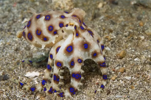 Hiện nay, vẫn chưa có thuốc để điều trị trường hợp bị bạch tuộc đốm xanh cắn. Chính vì vậy, tốt nhất mọi người không nên tiếp xúc với bạch tuộc đốm xanh, cũng như không sử dụng các món ăn được chế biến từ loài bạch tuộc này.