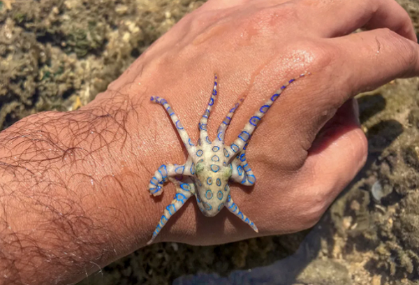 Còn qua đường da thì chỉ sau từ 1 - 5 phút, thậm chí gây tử vong chỉ sau 10 - 20 phút.