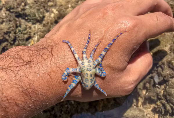 Còn qua đường da thì chỉ sau từ 1 - 5 phút, thậm chí gây tử vong chỉ sau 10 - 20 phút.