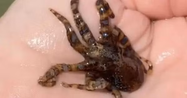 Một cô gái người Australia đã vô tình nhặt được một con bạch tuộc mini có màu sắc bắt mắt ở biển. Cô gái đặt con bạch tuộc nhỏ nhắn trong lòng bàn tay và không ngừng khen nó dễ thương.