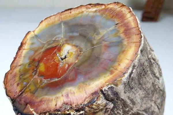 Gỗ hoá ngọc có nhiều màu sắc khác nhau nhưng thường gặp nhất là: xám, xám trắng, cam, đỏ, vàng, đen nâu và phớt đen ... Màu sắc của gỗ hoá ngọc thường không cố định một màu. Gỗ hóa thạch có độ cứng tương đương với đá mã não, đá chalcedony.